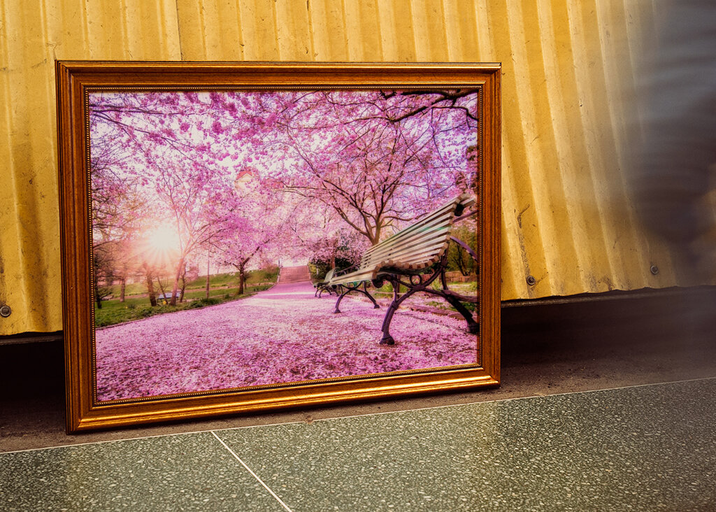 Kirsebærblomster i parken