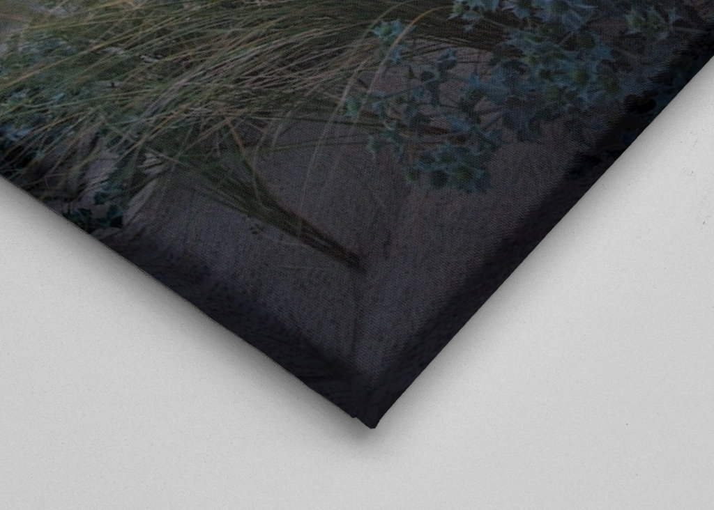 The dunes in the sunset light