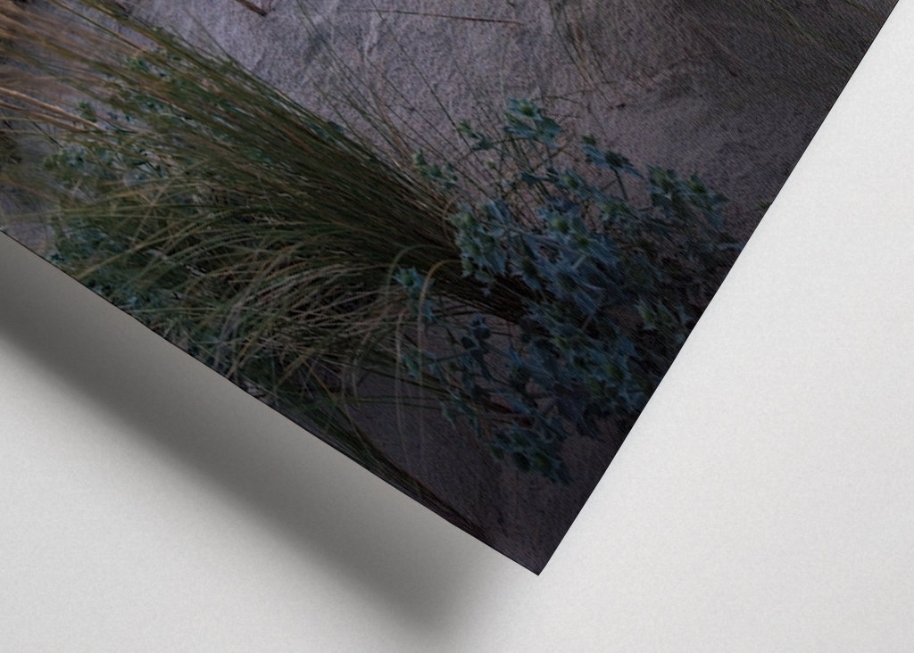 The dunes in the sunset light