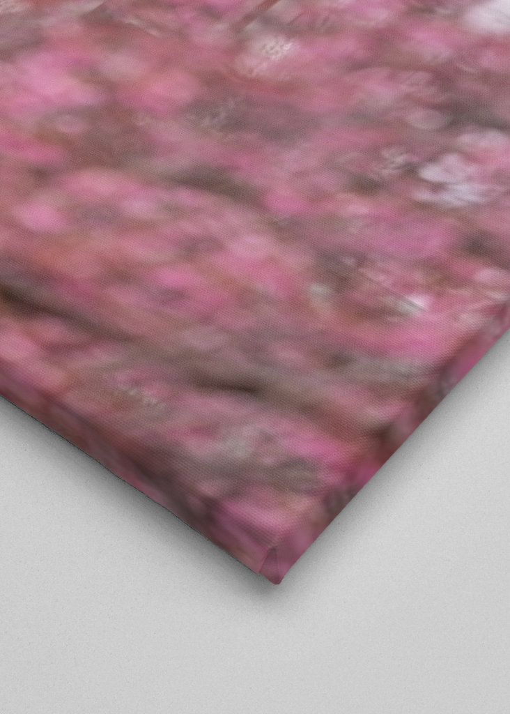 Nydelig kirsebærblomst