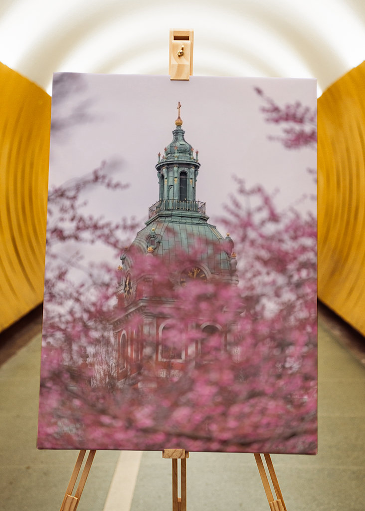 Nydelig kirsebærblomst