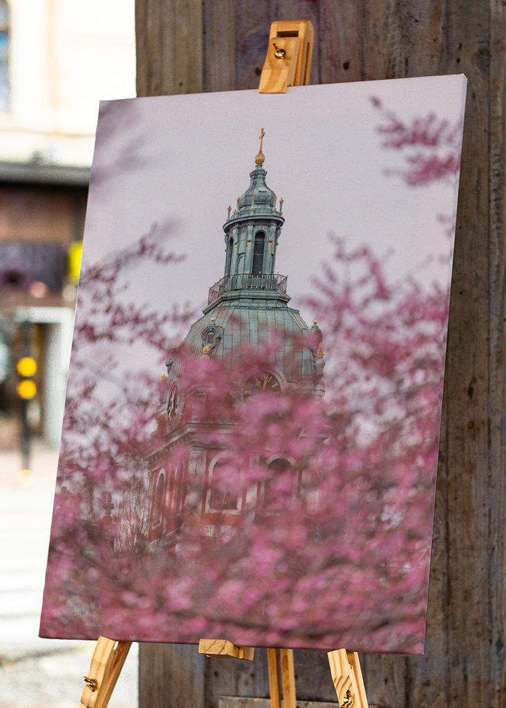 Nydelig kirsebærblomst