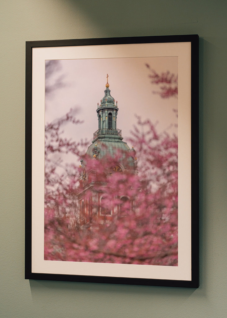 Nydelig kirsebærblomst