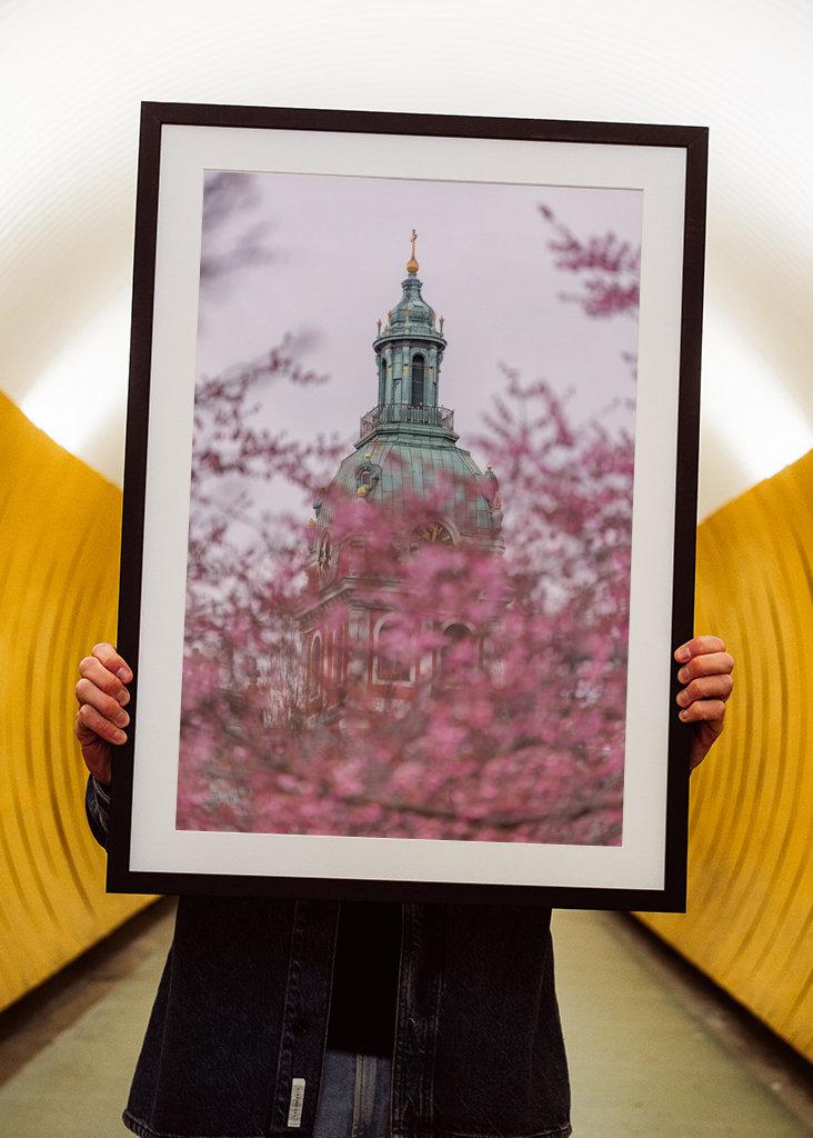 Nydelig kirsebærblomst