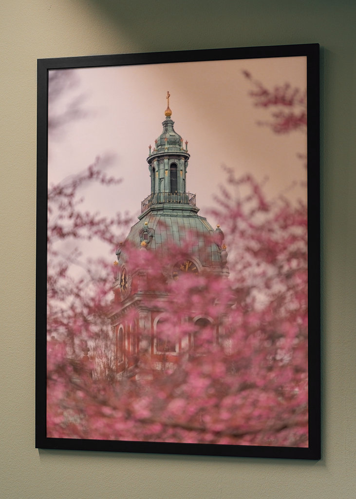 Nydelig kirsebærblomst