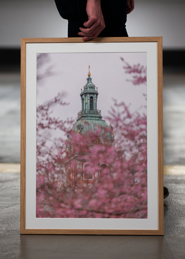 Nydelig kirsebærblomst