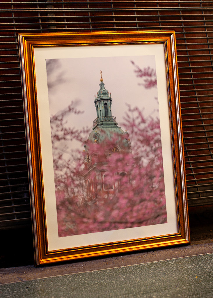 Nydelig kirsebærblomst