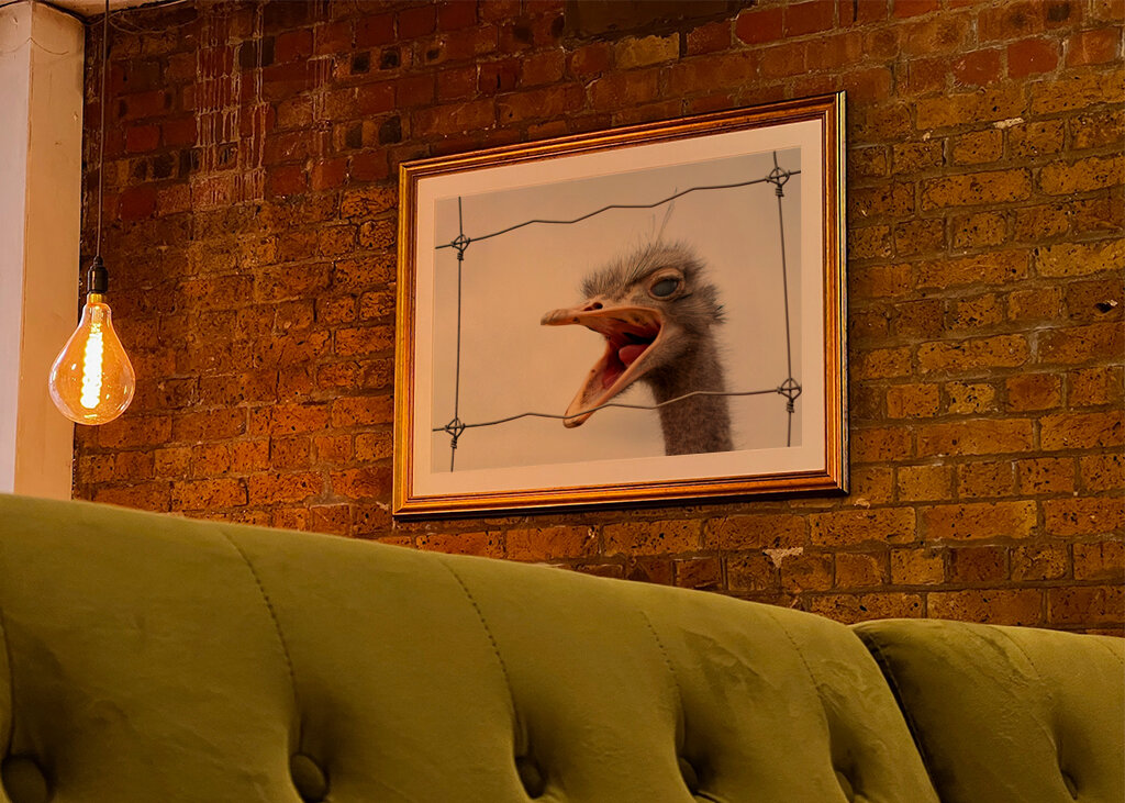 Ingelijste struisvogel