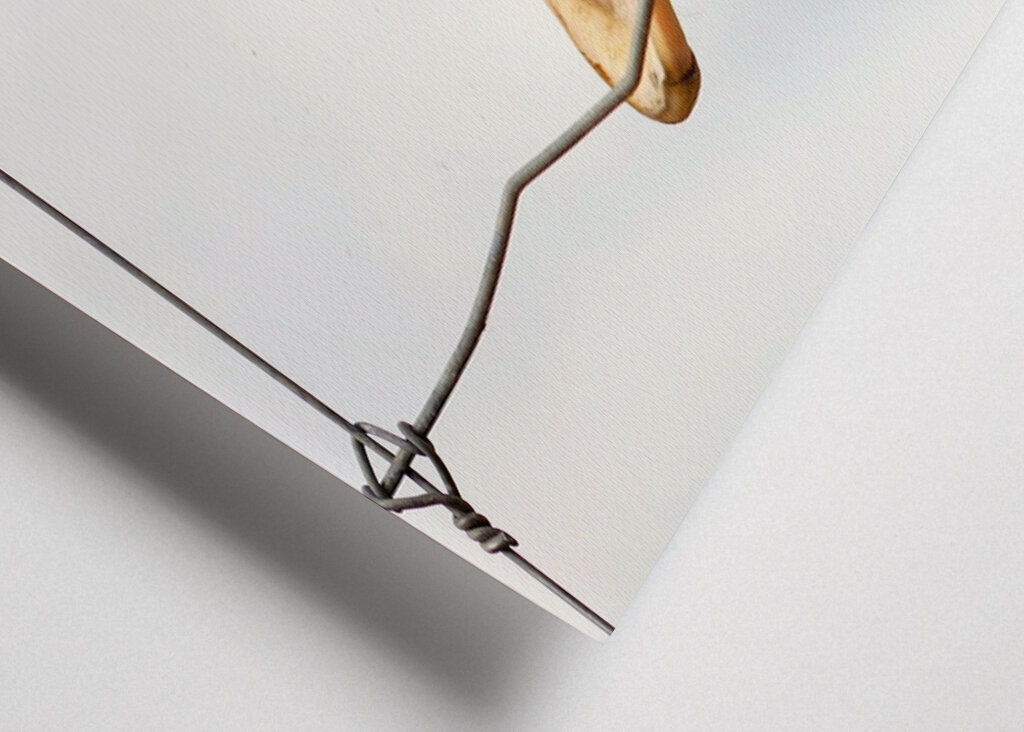 Ingelijste struisvogel