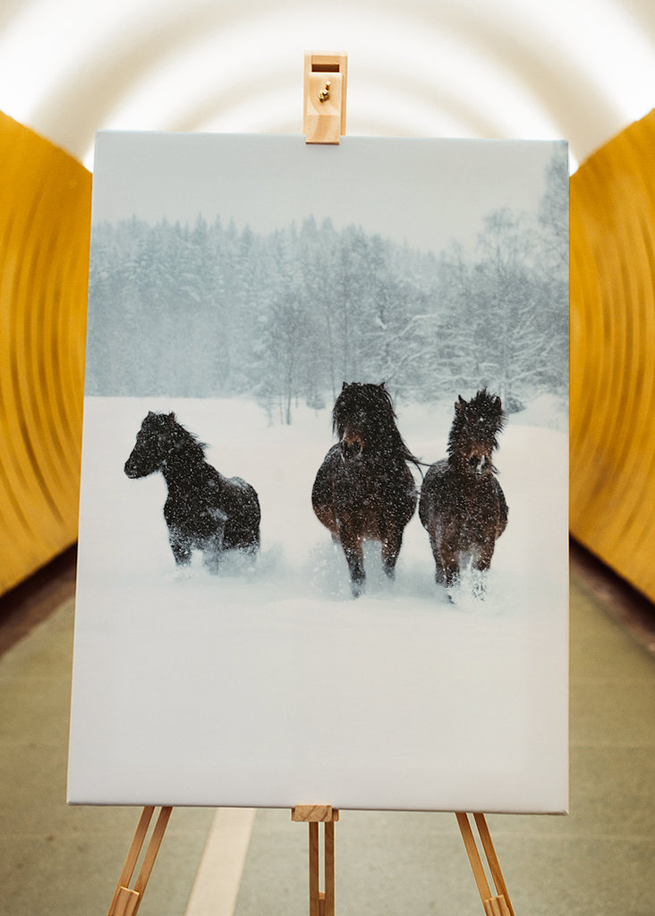 Winter horses