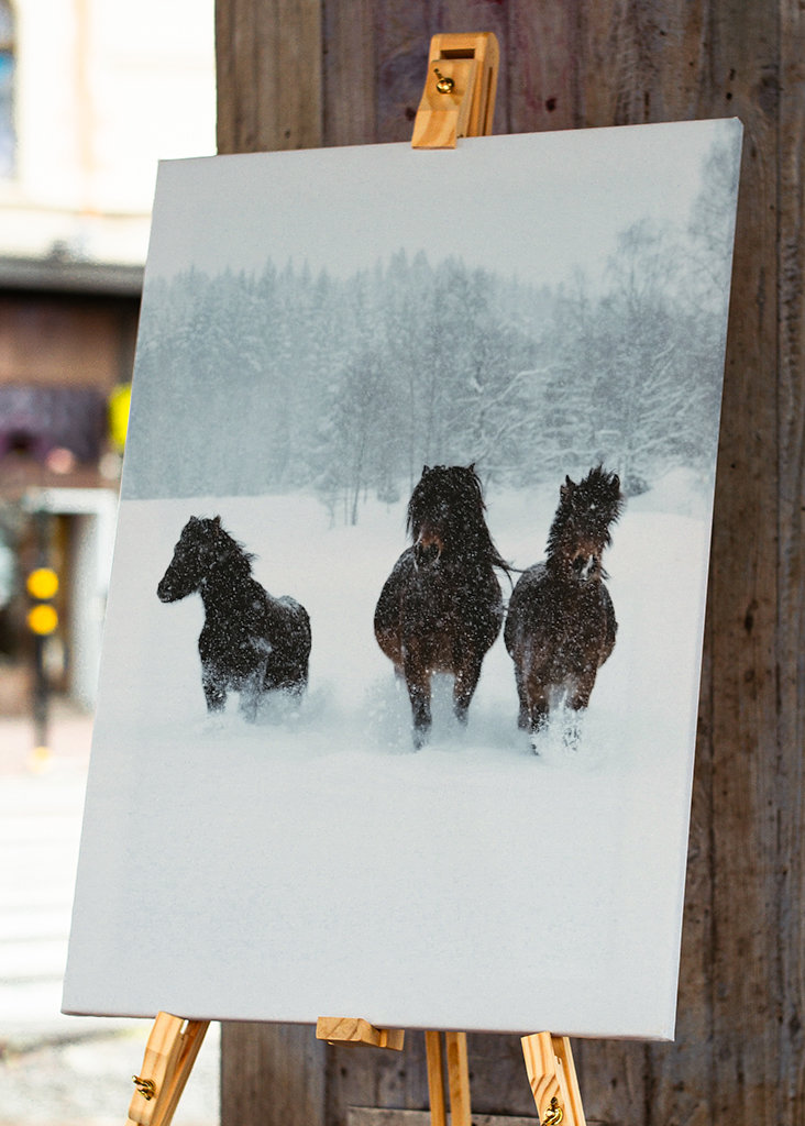 Winter horses