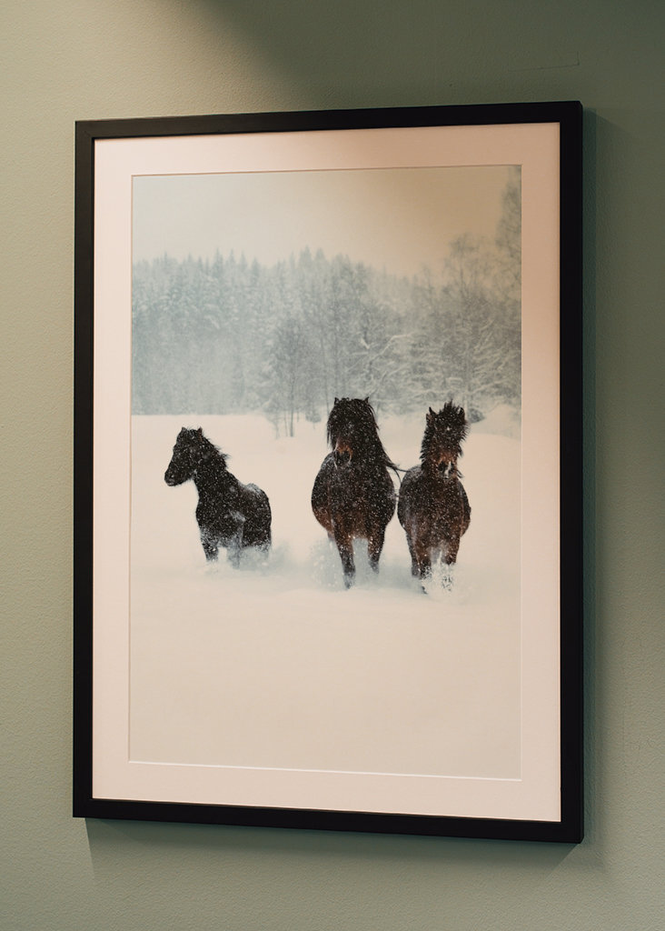 Winter horses