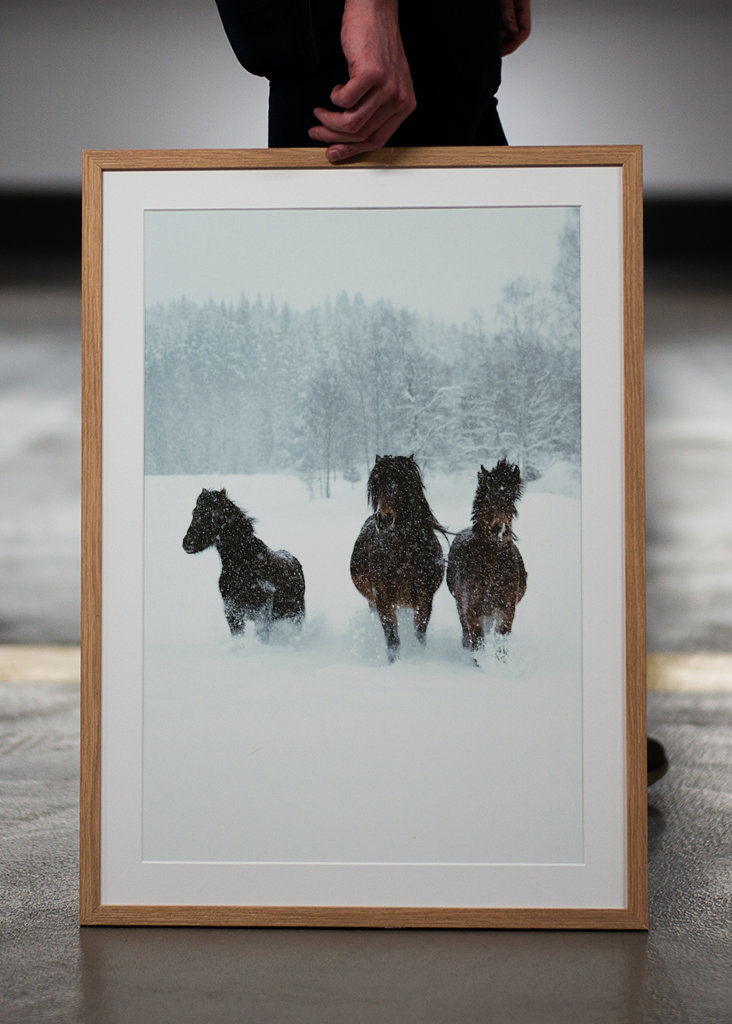 Winter horses