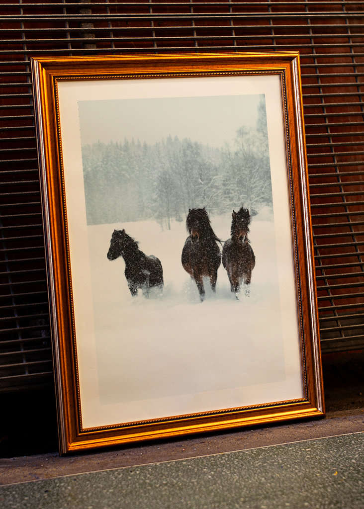 Winter horses