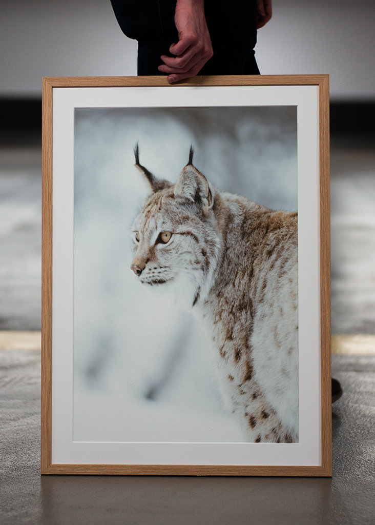 Lynx de Norvège
