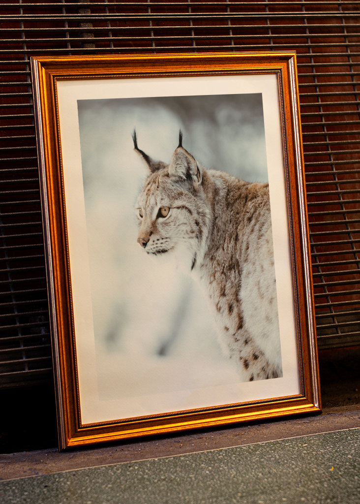 Lynx de Norvège