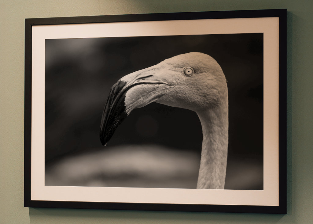 Fenicottero bianco e nero