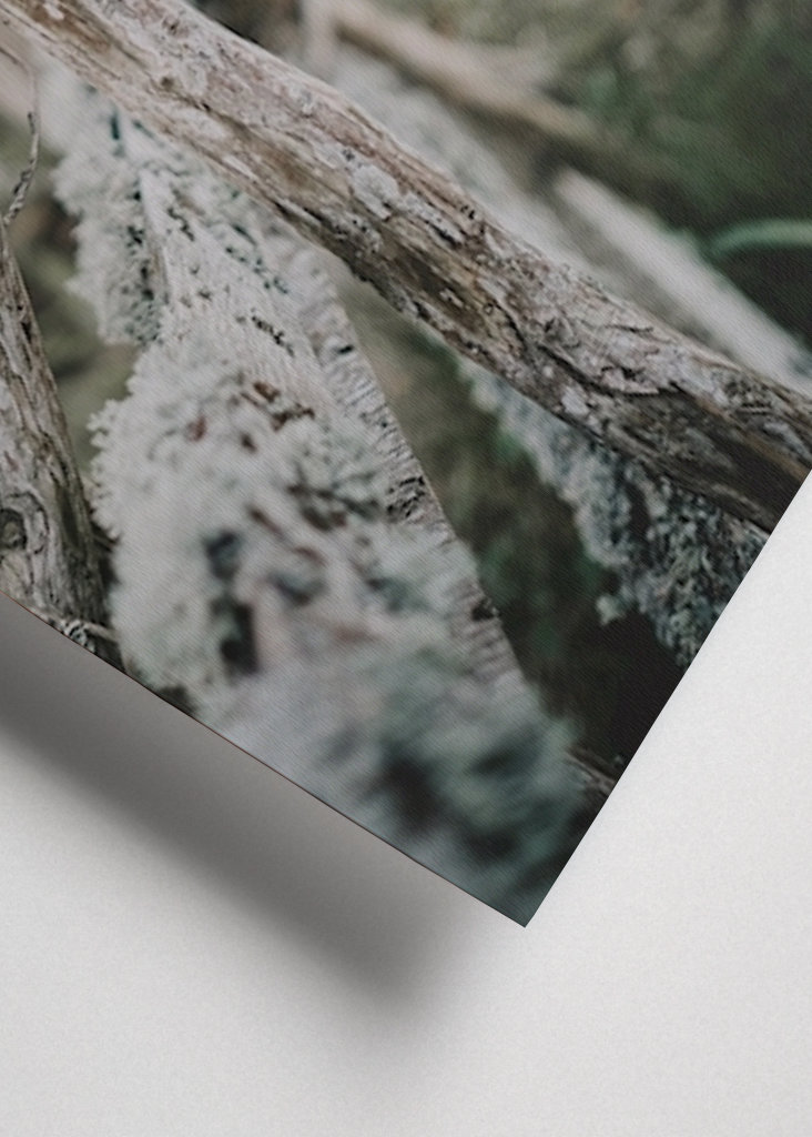 L’ancienne clôture