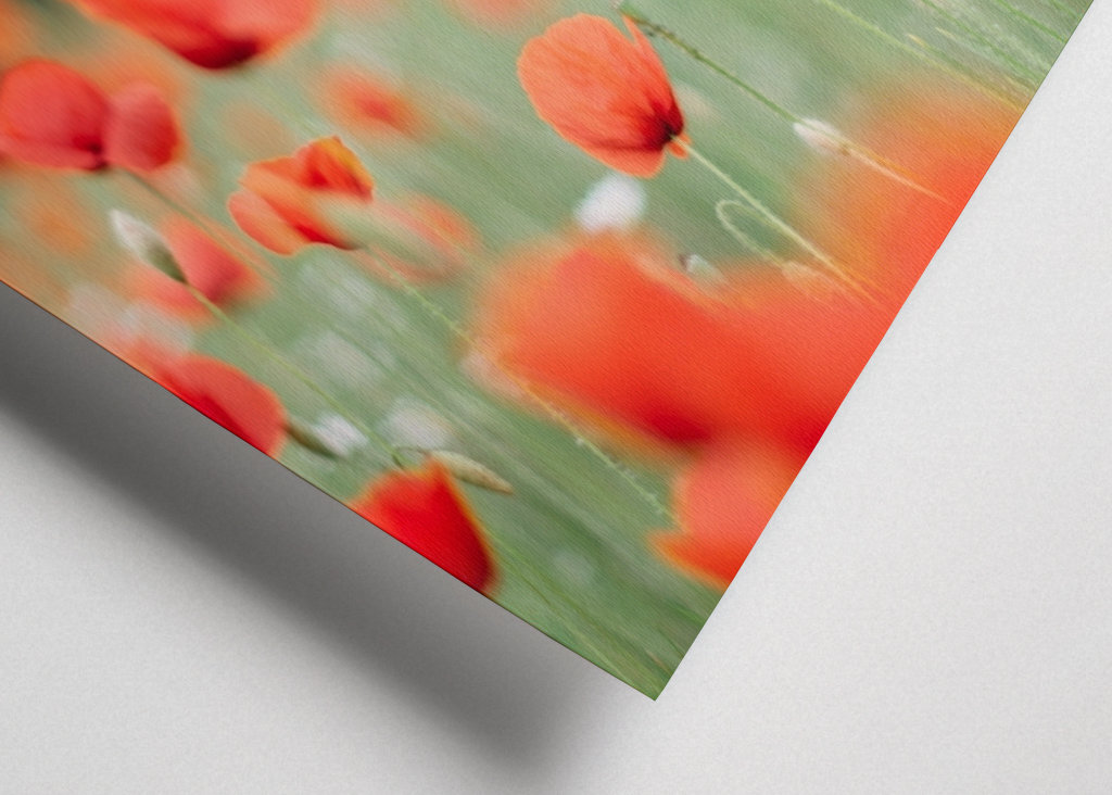 Coquelicot en Provence