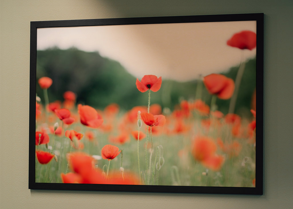 Coquelicot en Provence