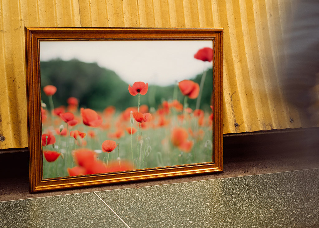 Coquelicot en Provence