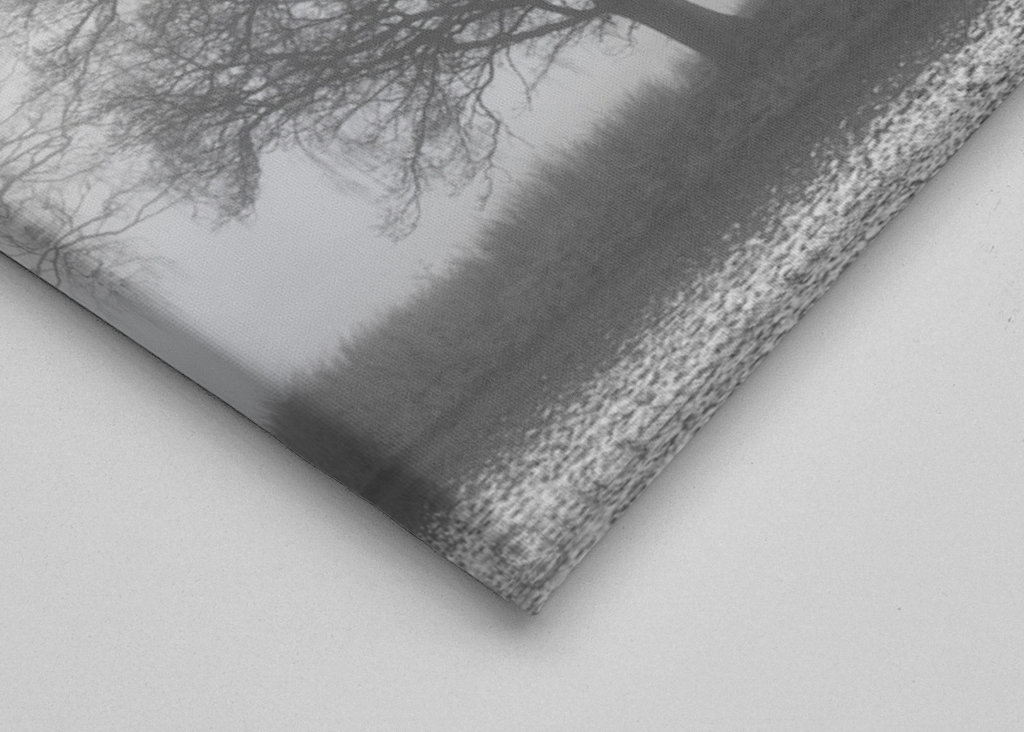 Tree in the Swedish fog