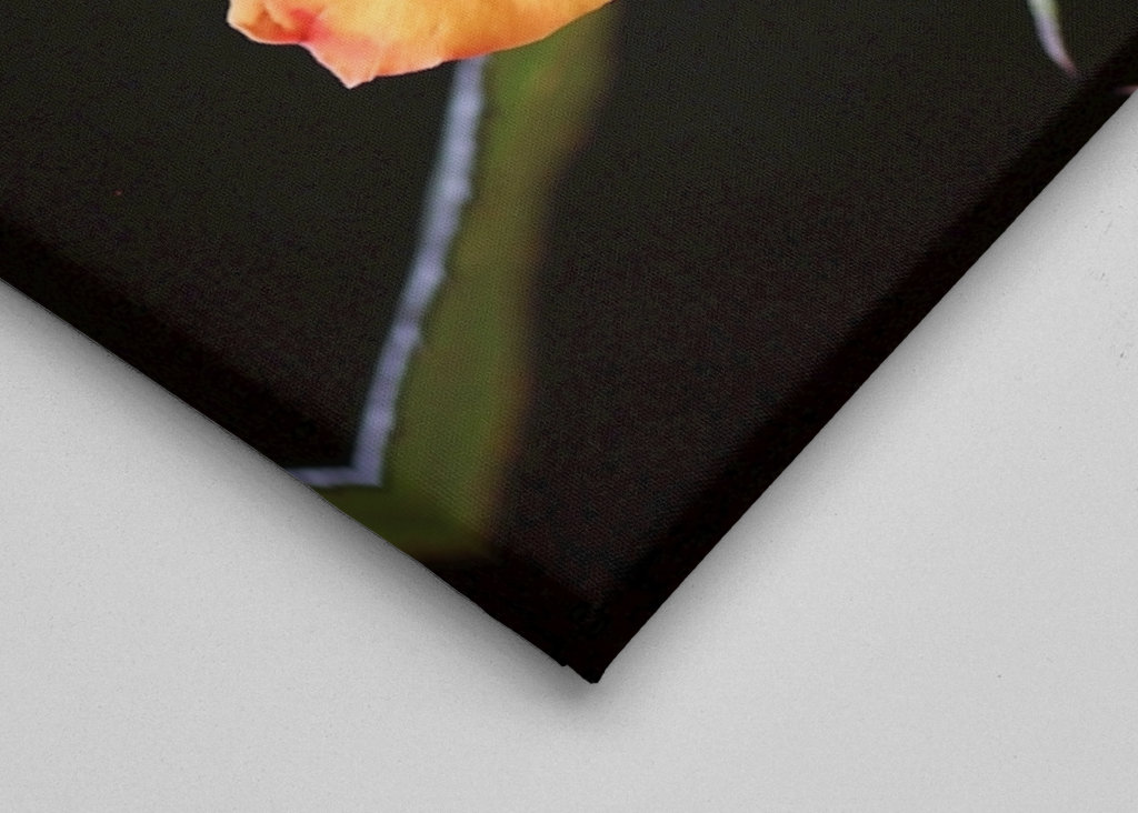 Orange Rose vor schwarzem Hintergrund