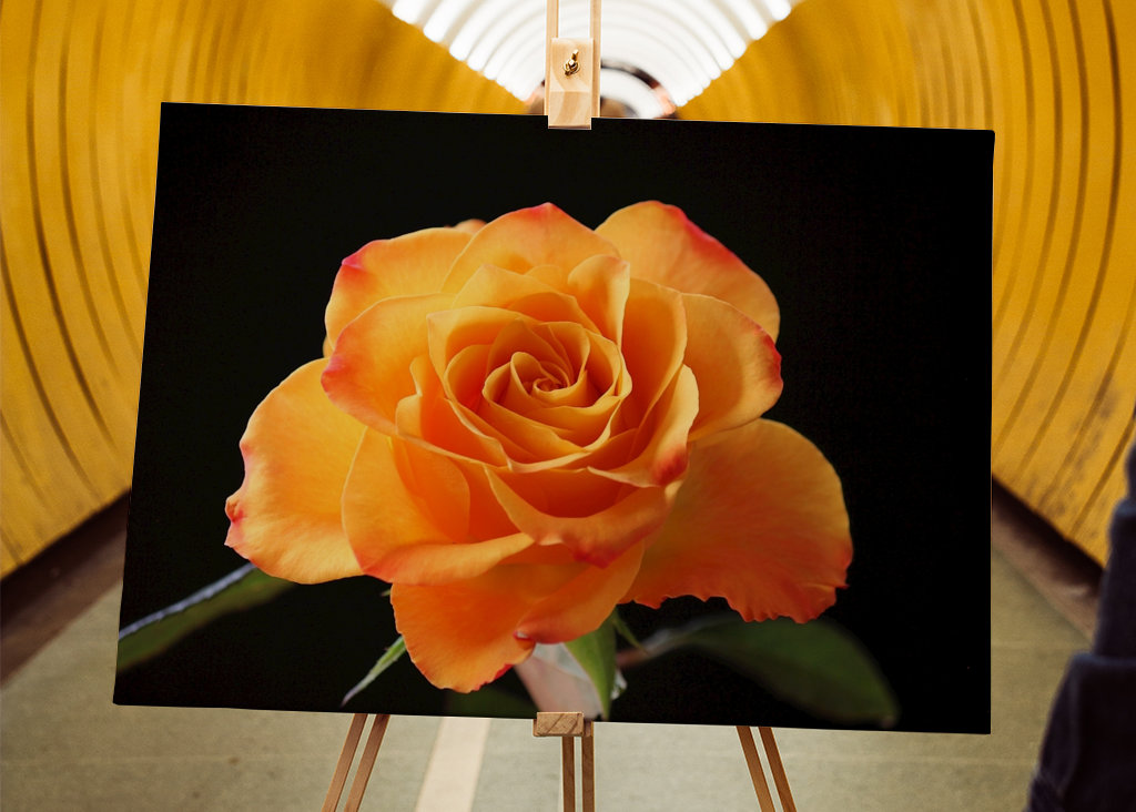 Orange Rose vor schwarzem Hintergrund