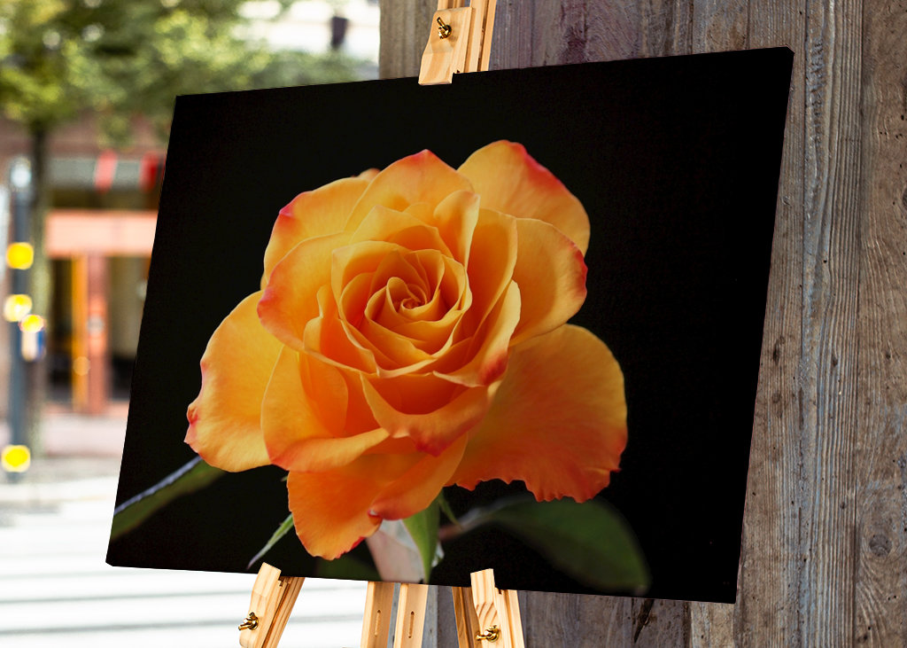 Orange Rose vor schwarzem Hintergrund