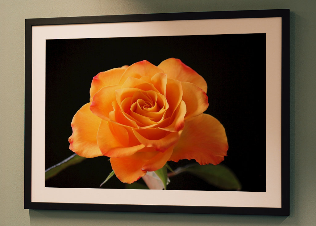 Orange Rose vor schwarzem Hintergrund