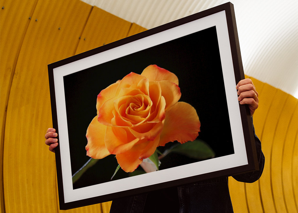 Orange Rose vor schwarzem Hintergrund