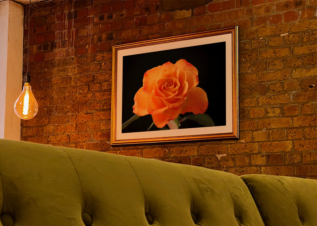 Orange Rose vor schwarzem Hintergrund