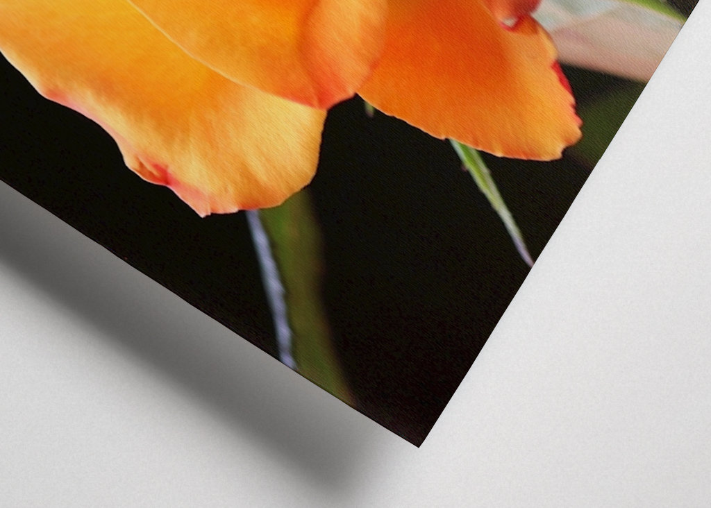 Orange Rose vor schwarzem Hintergrund