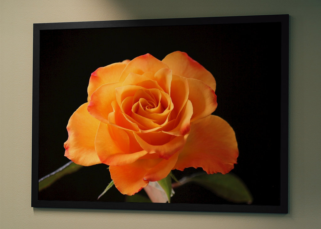 Orange Rose vor schwarzem Hintergrund