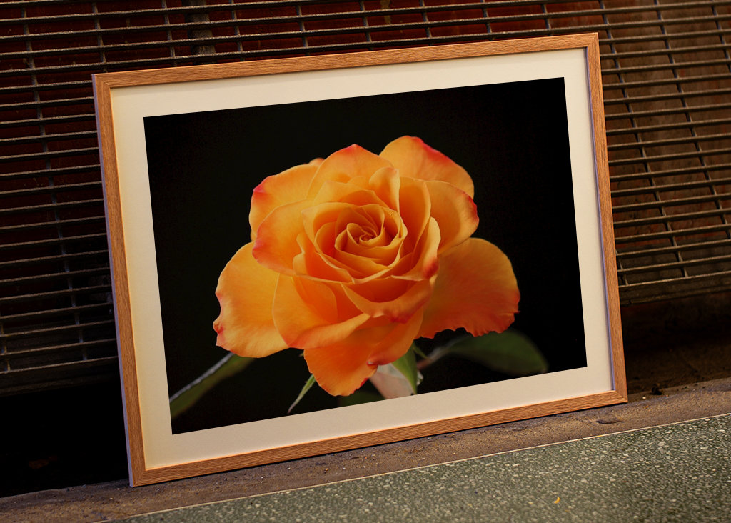 Orange Rose vor schwarzem Hintergrund
