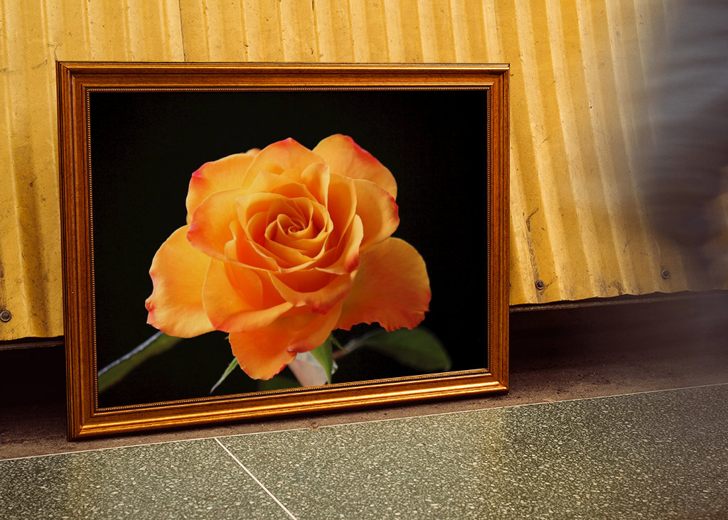 Orange Rose vor schwarzem Hintergrund