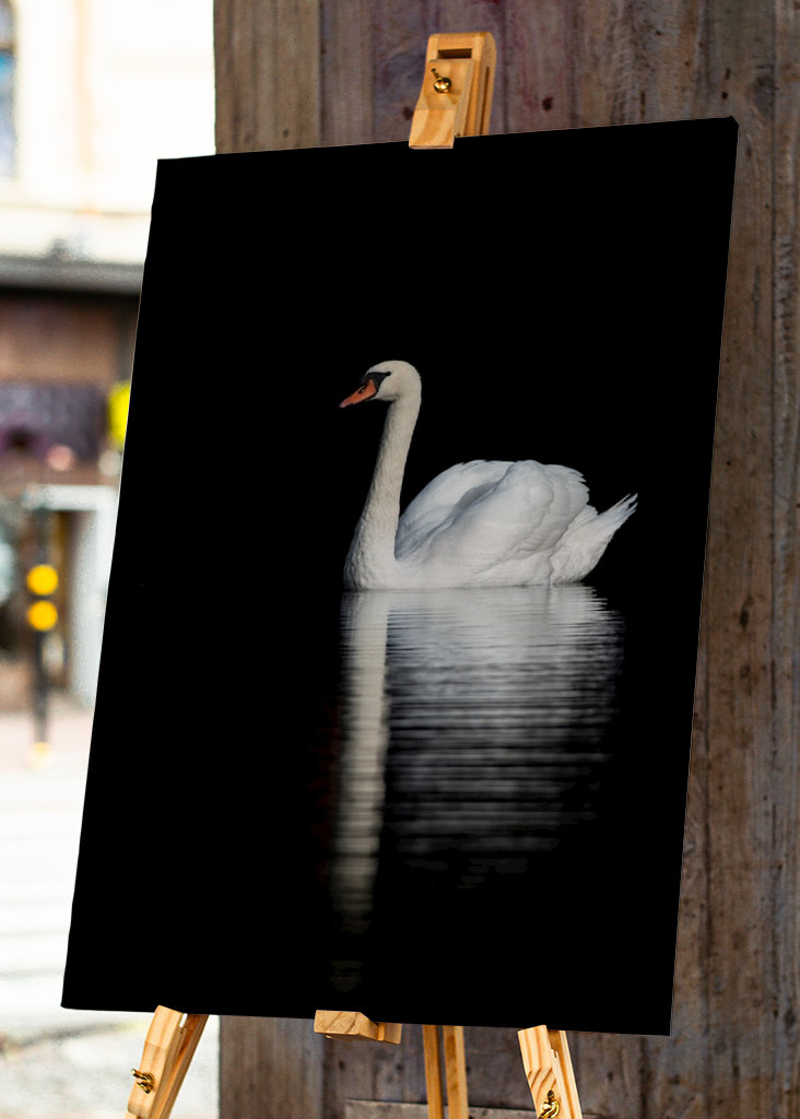 Swan Reflections