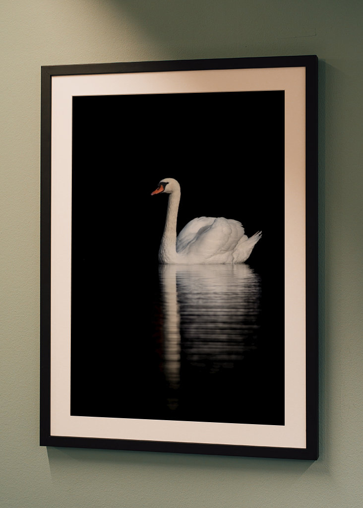 Swan Reflections