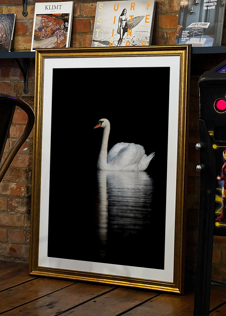 Swan Reflections