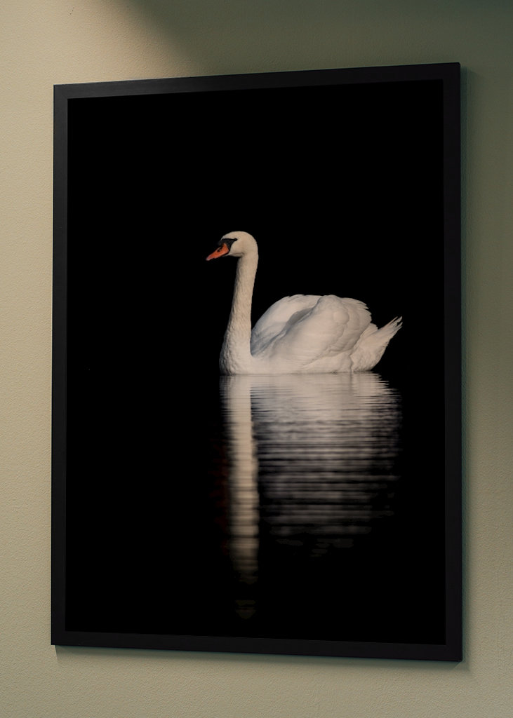 Swan Reflections