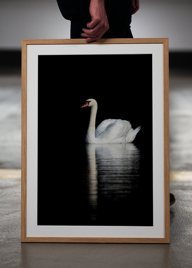 Swan Reflections