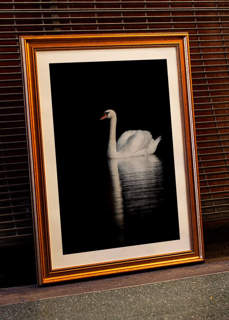 Swan Reflections