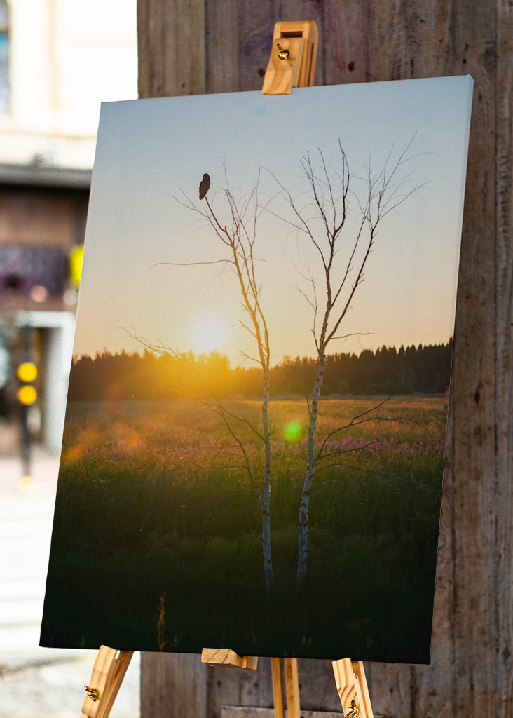 Sumpfeule in der Landschaft