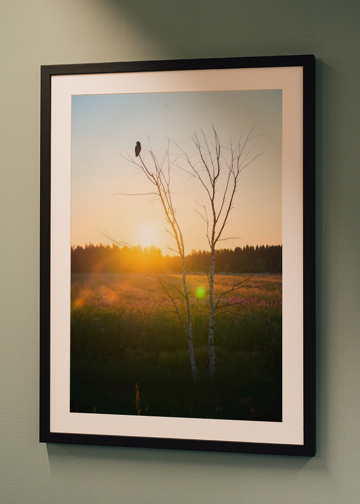 Sumpfeule in der Landschaft