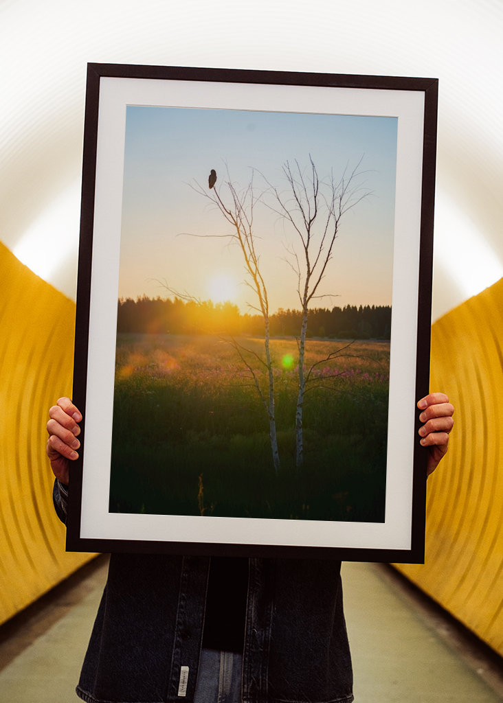 Sumpfeule in der Landschaft