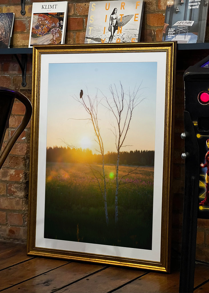 Sumpfeule in der Landschaft