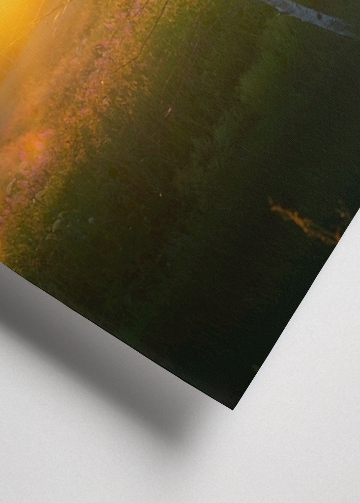 Sumpfeule in der Landschaft