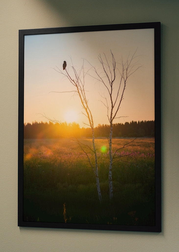 Sumpfeule in der Landschaft