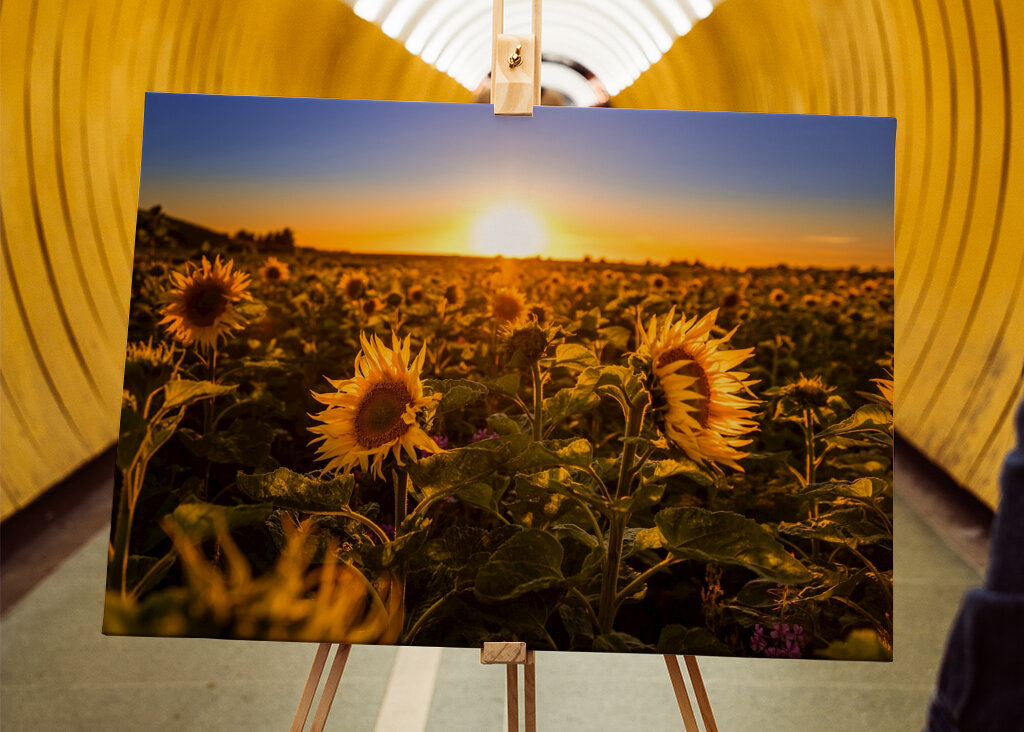 Sonnenuntergang über dem Sonnenblumenfeld