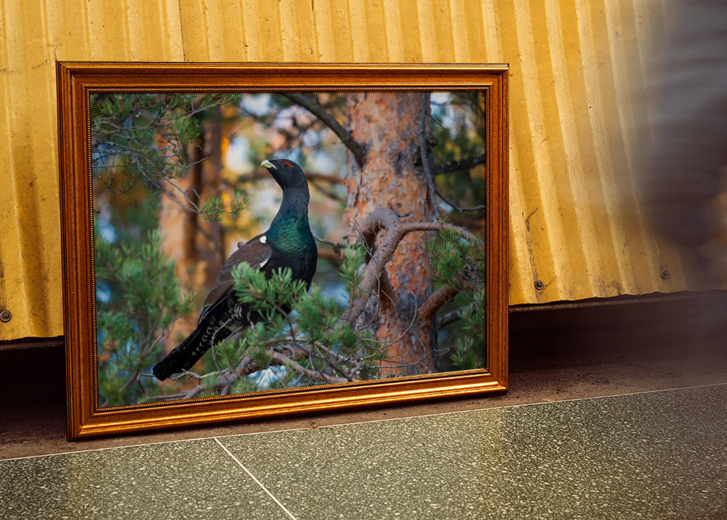 Metso vanhassa männyssä